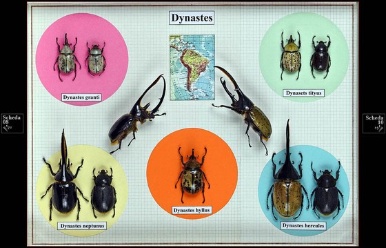 Dynastes