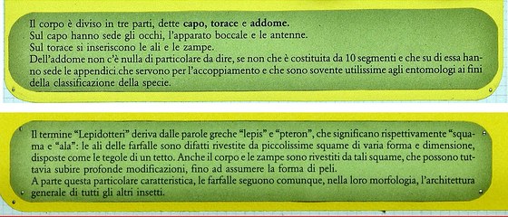 I Lepidotteri