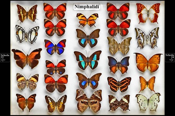Ninfalidi