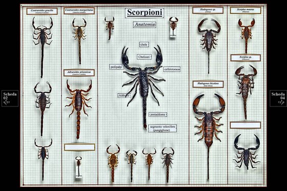 Scorpioni