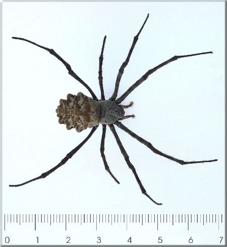 Argiope sp