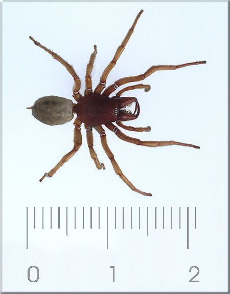 Dysdera crocata