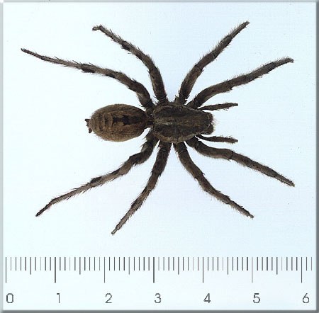 Lycosa narbonensis