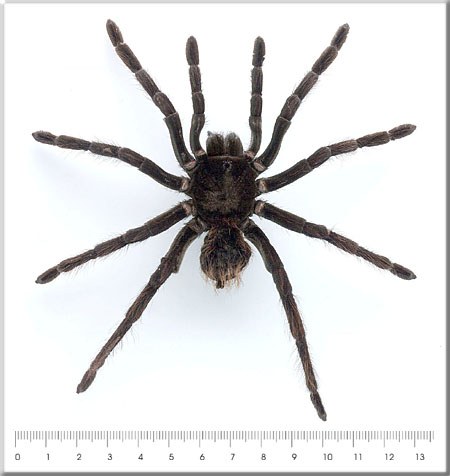 Pamphobeteus antinuos