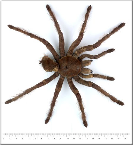 Theraphosa leblondi