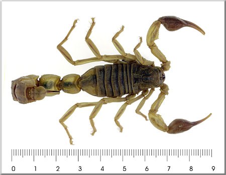 Androctonus australis