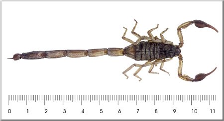 Centruroides margaritatus