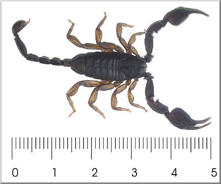 Euscorpius italicus