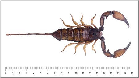 Hadogenes bicolore