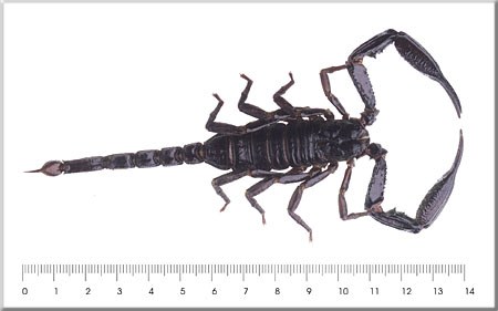 Heterometrus longimanus