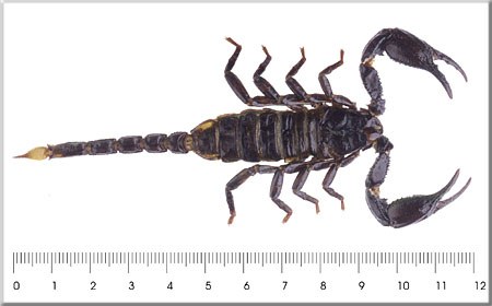 Heterometrus spinifer
