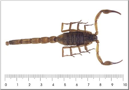 Hottentota alticola