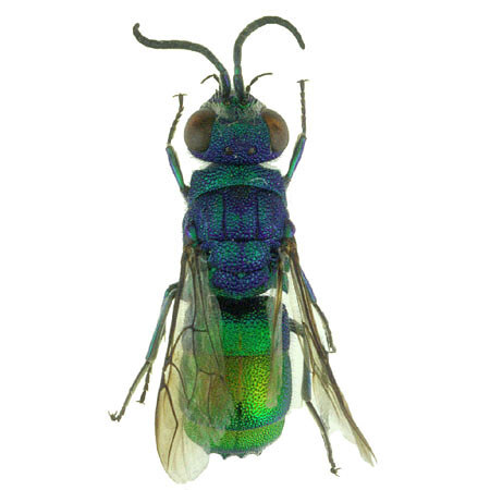 Chrysis compta