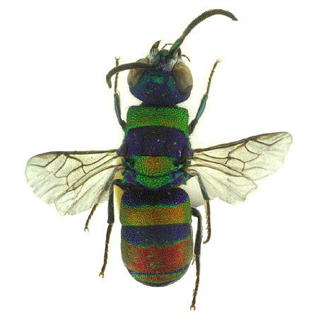 Chrysis semicincta