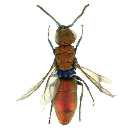 Chrysura cuprea