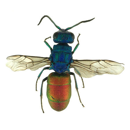 Chrysura refulgens