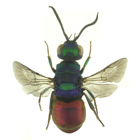 Hedychridium scutellare