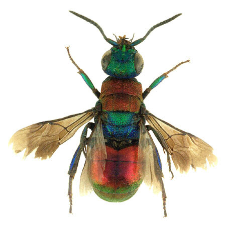 Hedychrum nobile