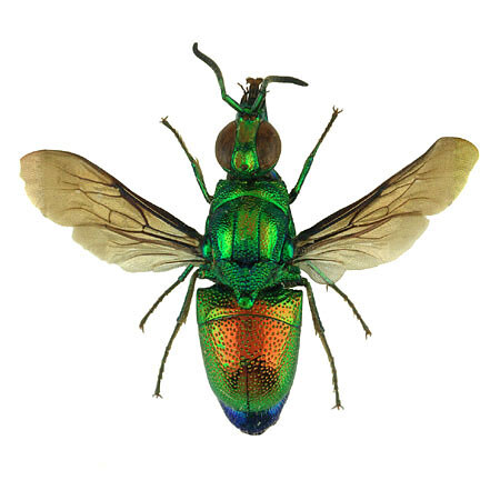 Stilbum cyanurum