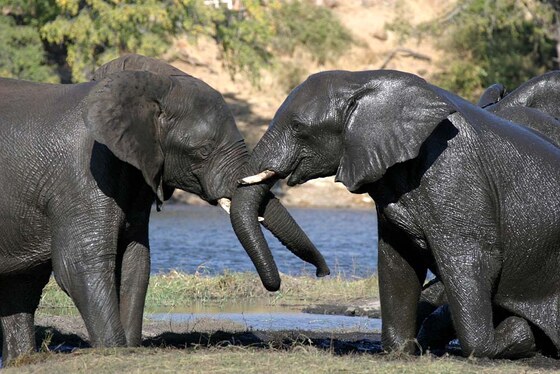 Elefanti al Chobe National Park
