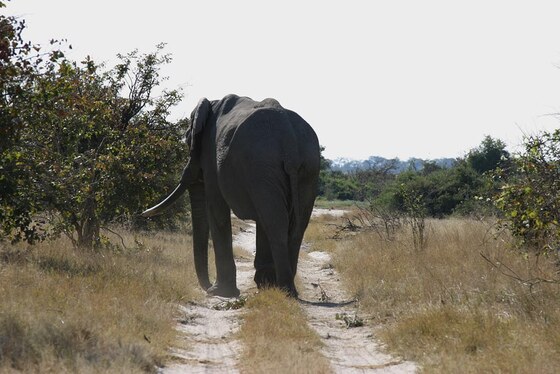 Elefante Africano