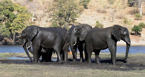 Elefanti al Chobe NP