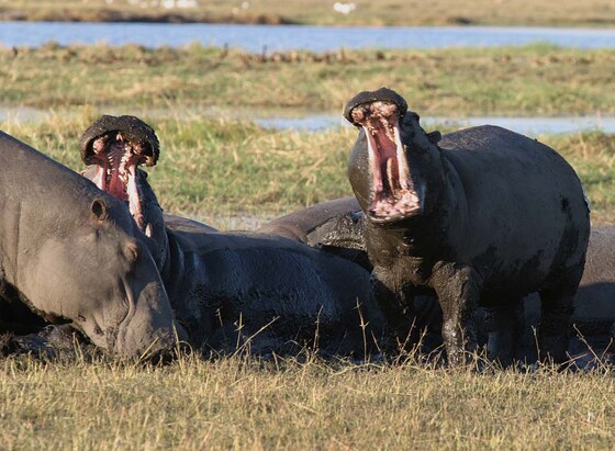 Ippopotami al Chobe NP