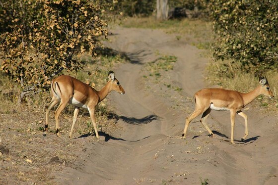Impala Alla Regione di Savuti
