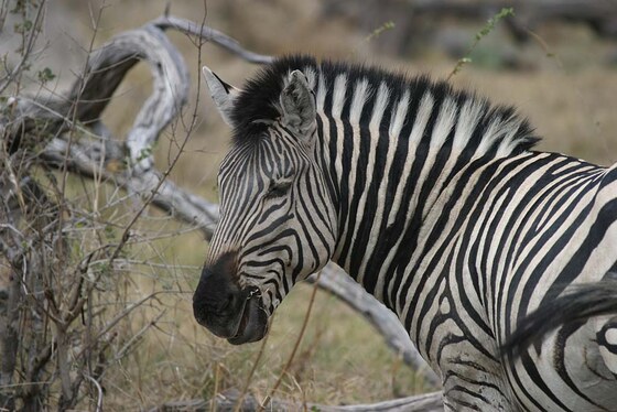 Moremi Game Reserve