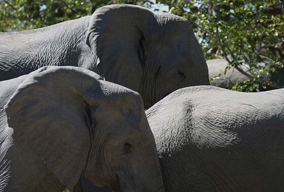 Elefanti Moremi Game Reserve