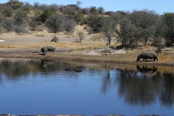 Elefanti Moremi Game Reserve