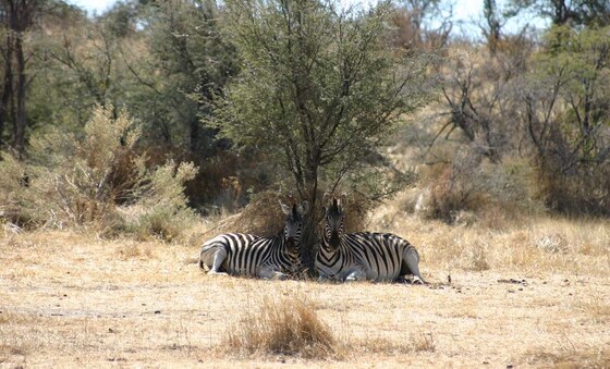 Makgadikgadi Pans National Park