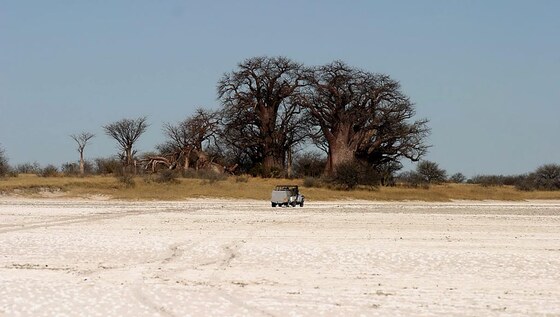 Baobab Baine's