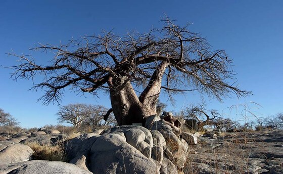 Baobab