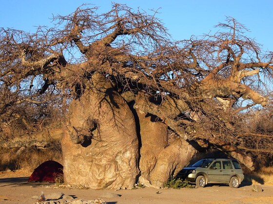 Baobab gigante a Kubu Island
