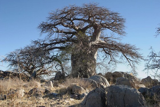 Grande Baobab a Kubu Island