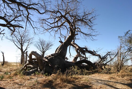 Baobab