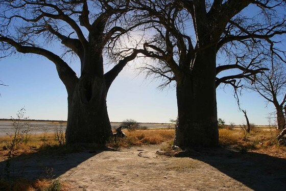 Possenti Baobab