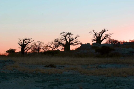 Moremi Game Reserve
