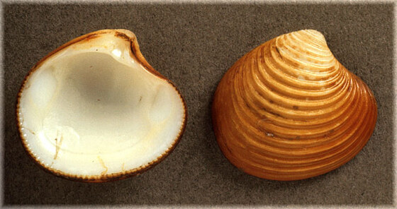 Astarte sulcata