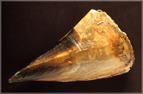 Atrina pectinata (=truncata)