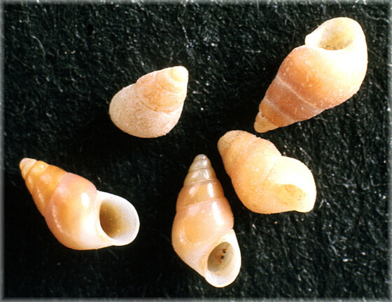 Barleia rubra