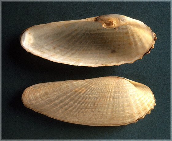 Barnea candida