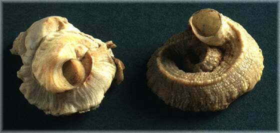 Bivonia triquetra