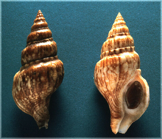 Buccinulum corneum