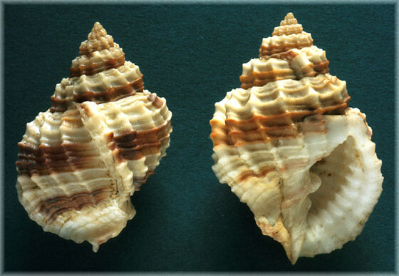 Cancellaria cancellata