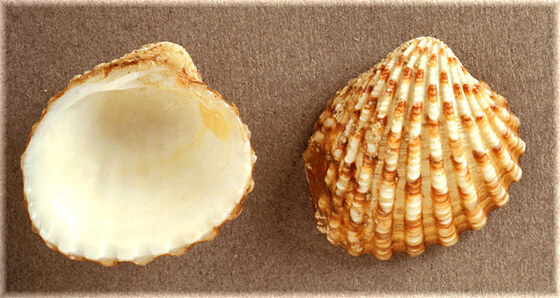 Cardita sulcata