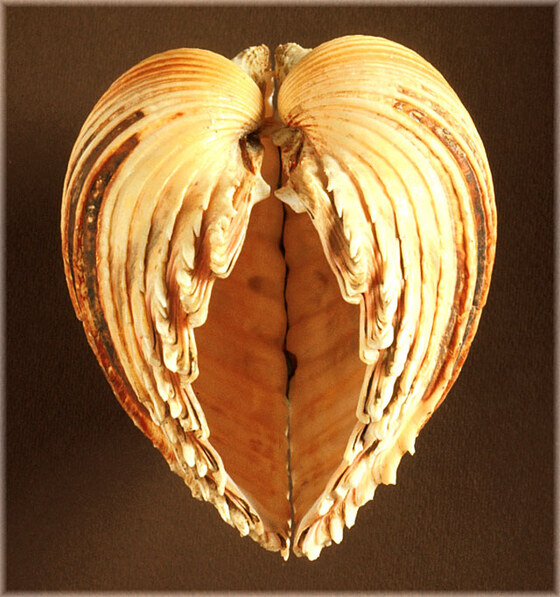 Cardium hians