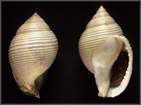 Cassidaria tyrrhena