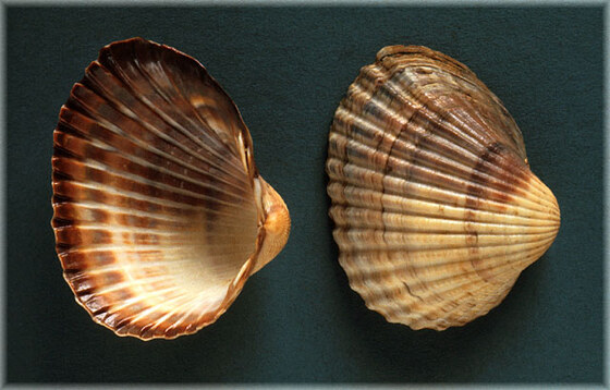 Cerastoderma edule glaucum